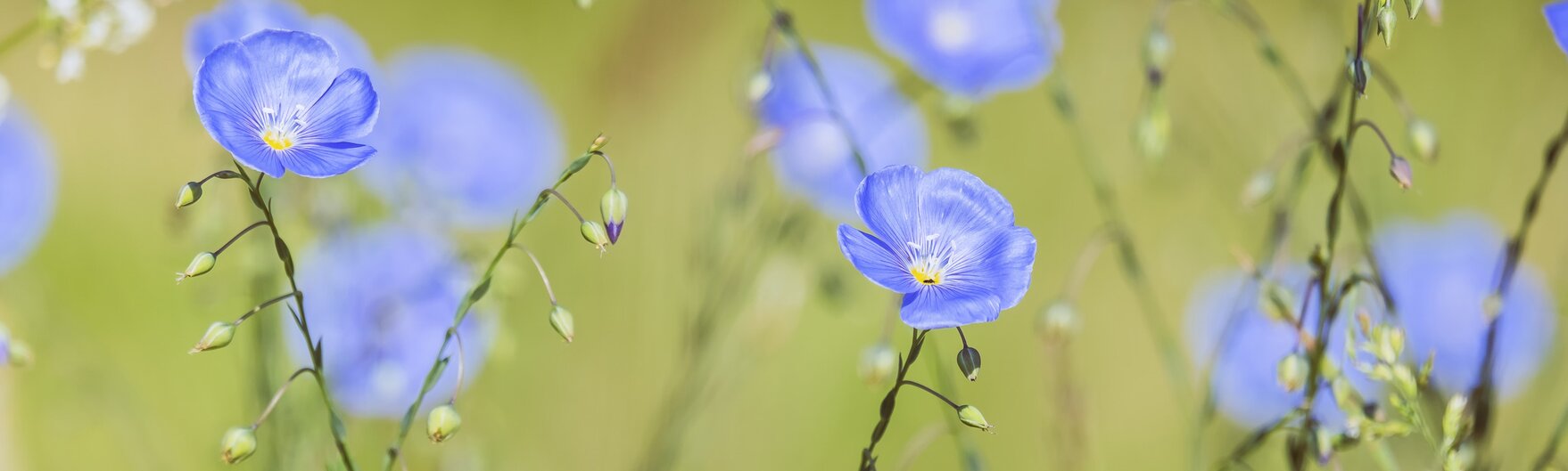 Blauwe vlasbloemen in een veld